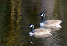 Texas A&M offering workshop for waterfowl management